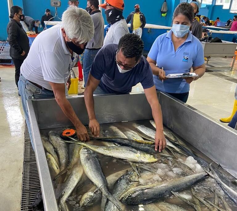 Ecuador y Perú presentan un plan científico a la CIAT para direccionar esfuerzos regionales hacia la sostenibilidad del Dorado (Mahi Mahi)